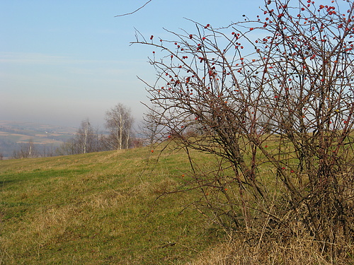 IMG_0973.jpg